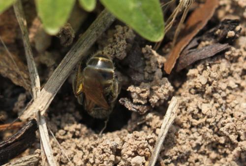 Lasioglossum sp.